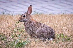 Photos Lapin